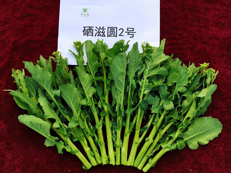3.4硒滋圆2号.jpg