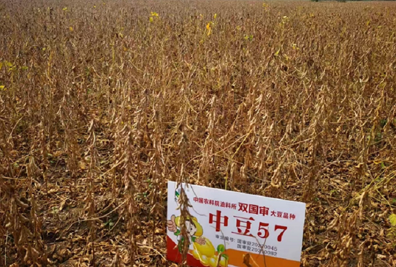 3.6中豆57.png