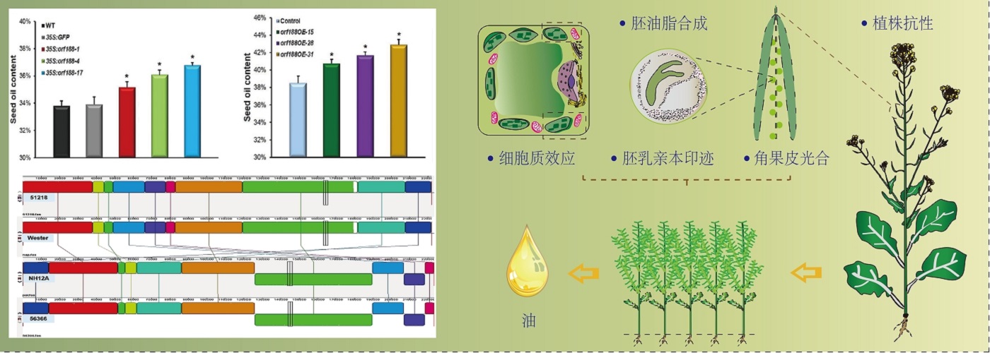 油料所分子改良稿件配图.jpg