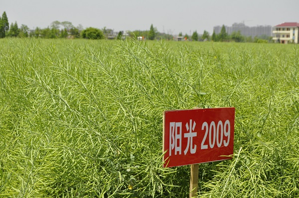 阳光2009.jpg