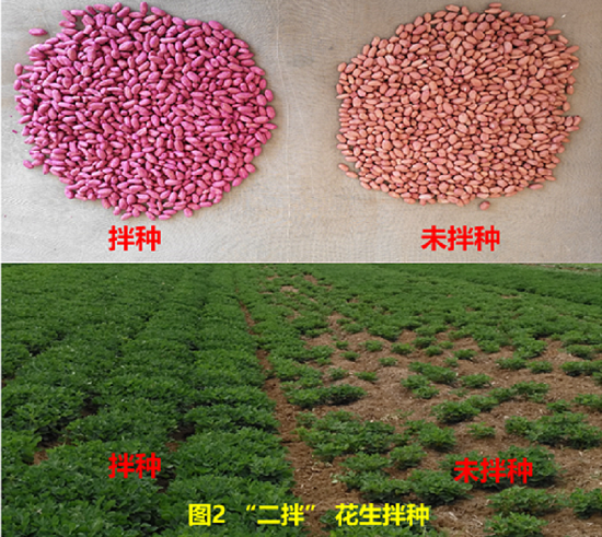 20250116花生主要土传病害.png